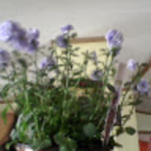 Meet your Posher, Veronica